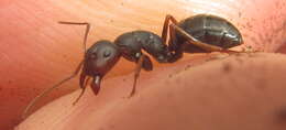 Image of Camponotus tauricollis Forel 1894