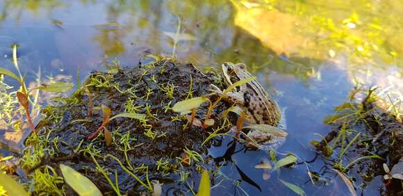 Image of Amur Brown Frog