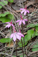 Image of Ornate pink fingers