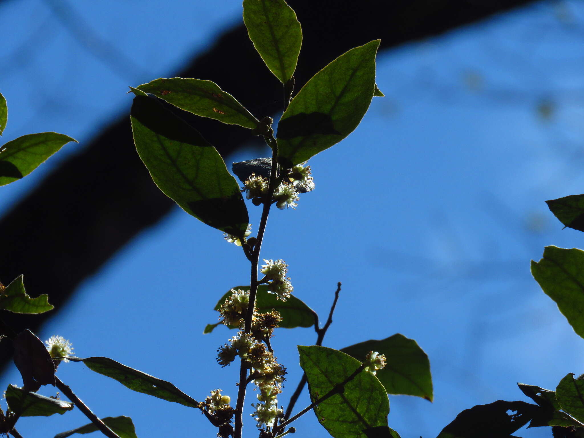 Actinodaphne mushaensis (Hayata) Hayata resmi