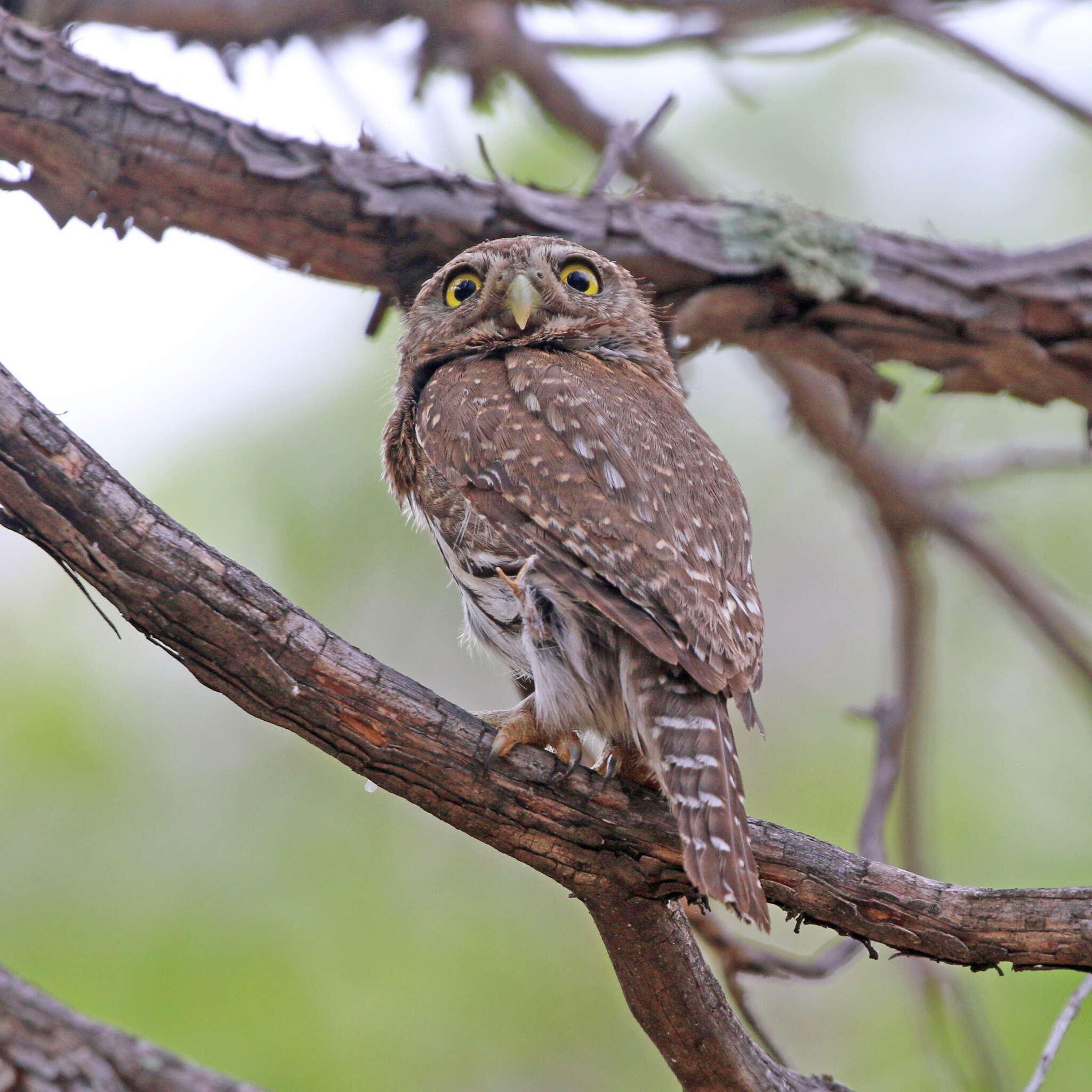 Image of <i>Glaucidium <i>gnoma</i></i> gnoma