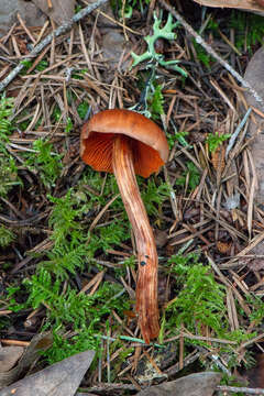 Image of Cortinarius californicus A. H. Sm. 1939