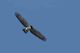 Image of Ayres's Hawk Eagle