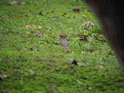 Image of African Thrush