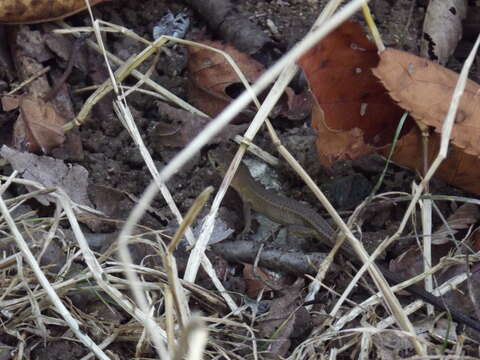 Image of Japanese Grass Lizard