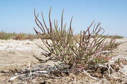 Image of Salicornia borysthenica N. N. Tzvelev