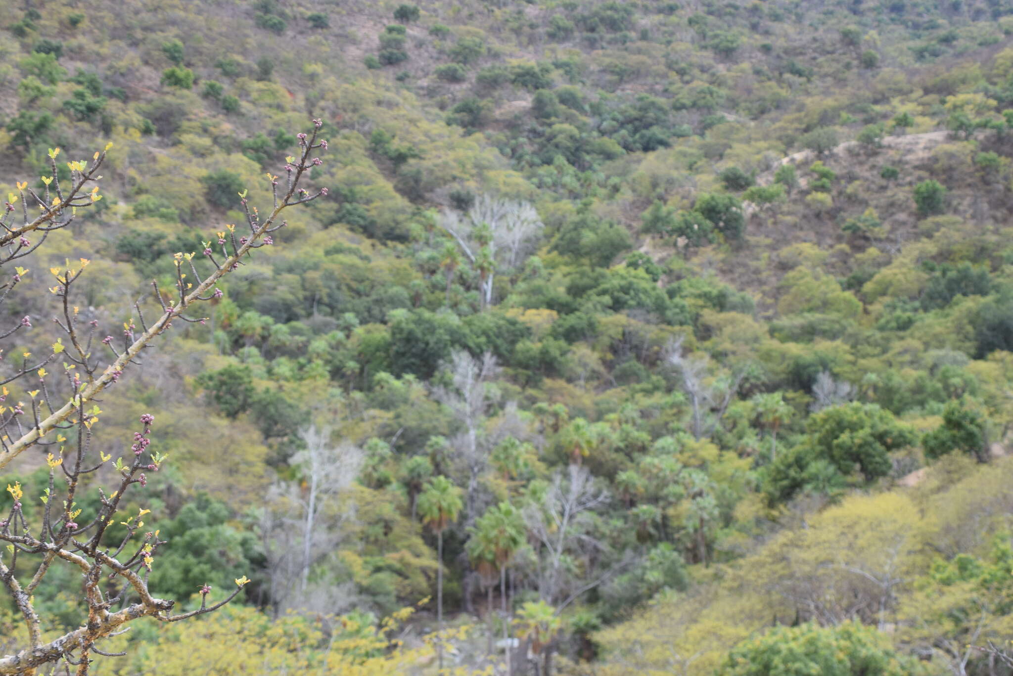 Image de Populus brandegeei Schneider