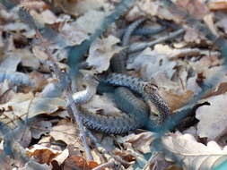 Imagem de Vipera aspis zinnikeri Kramer 1958