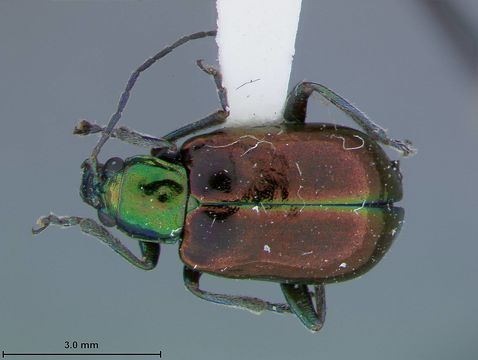 Image of <i>Inbioluperus flowersi</i> Clark