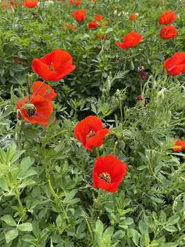 Image of Papaver pavoninum Fisch. & C. A. Mey.