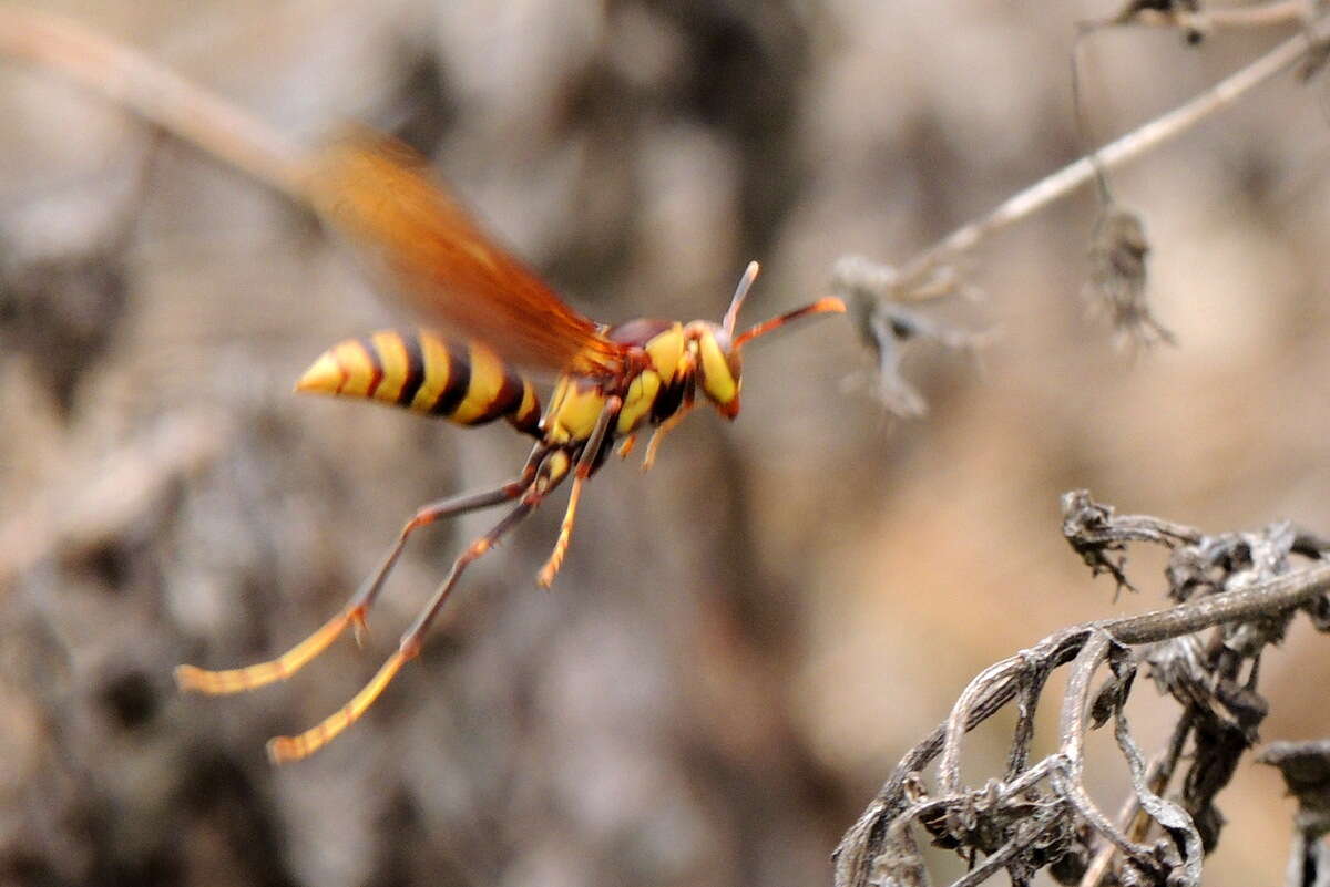 Image of <i>Polistes <i>major</i></i> major