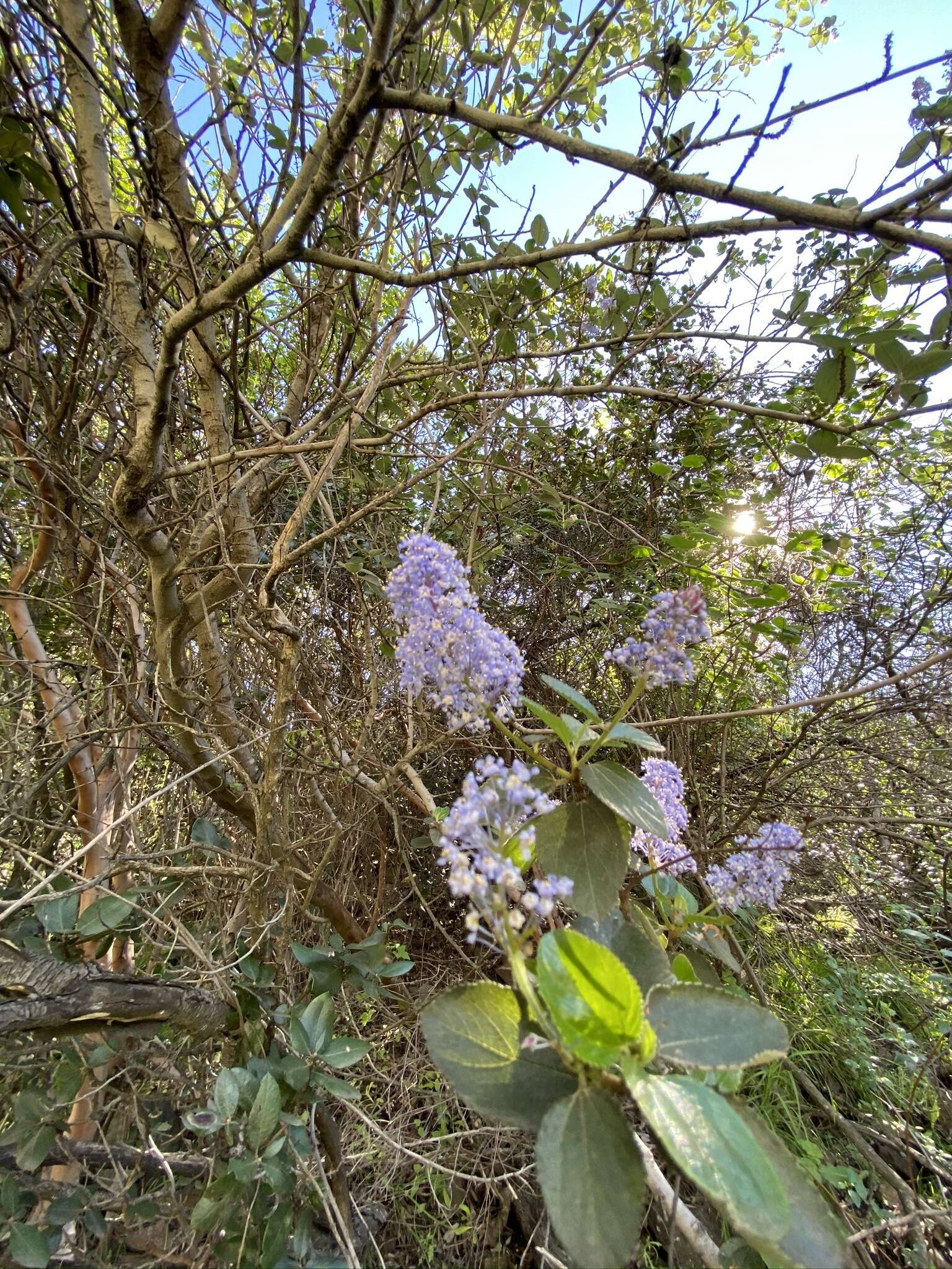 Image of woolyleaf ceanothus