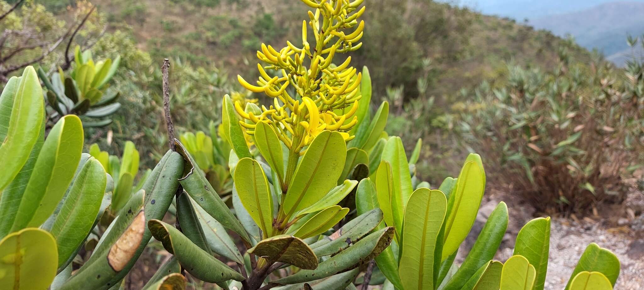 Image of Vochysia thyrsoidea Pohl