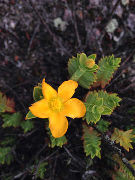 Image of Hypericum mexicanum L.