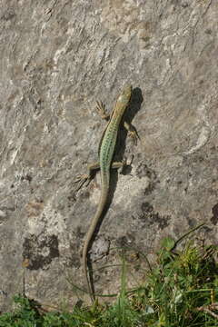 Image of Aran rock lizard