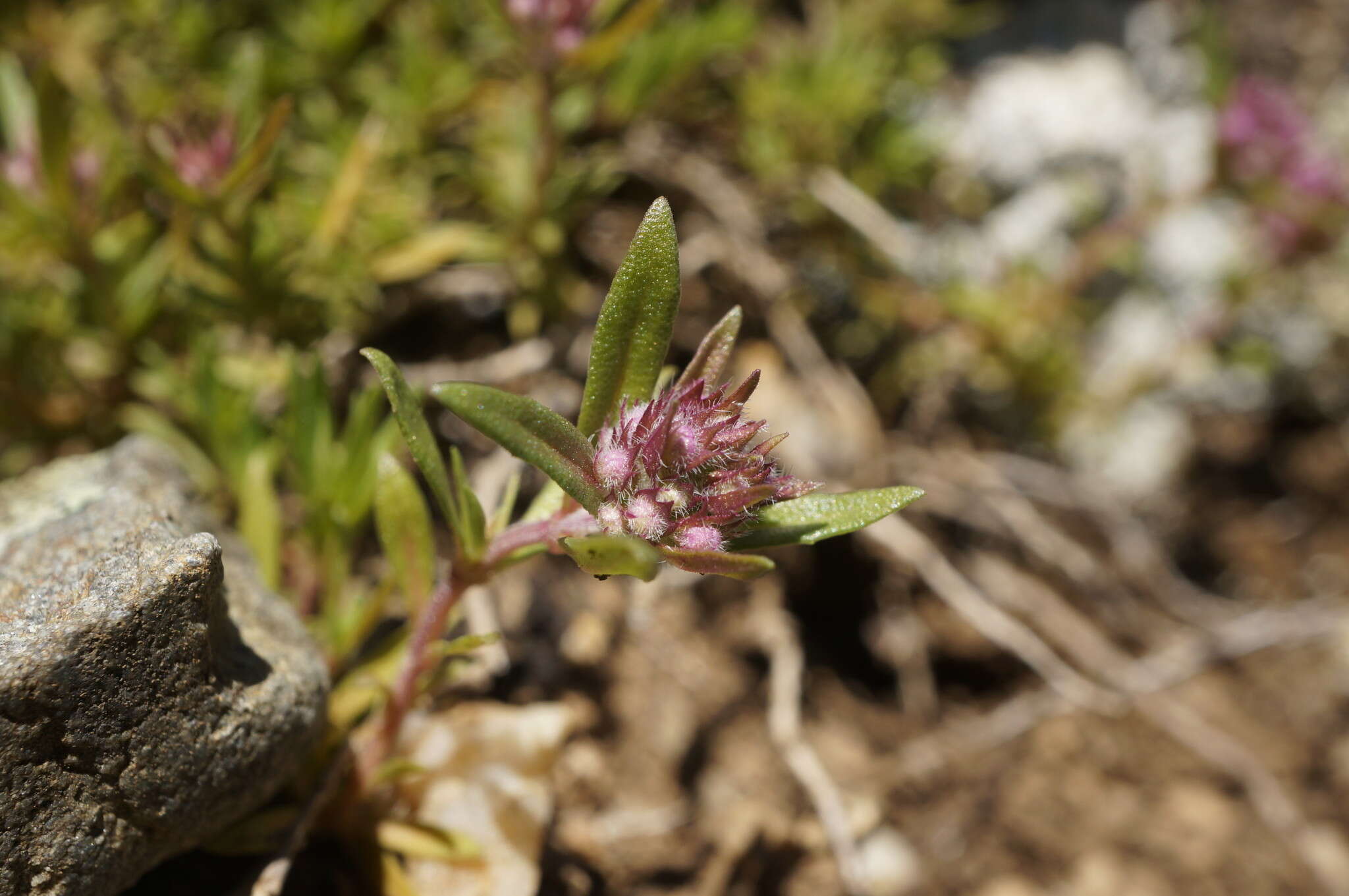 صورة Thymus callieri Borbás ex Velen.