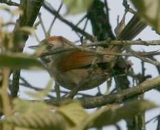 Image of Silvery-throated Spinetail