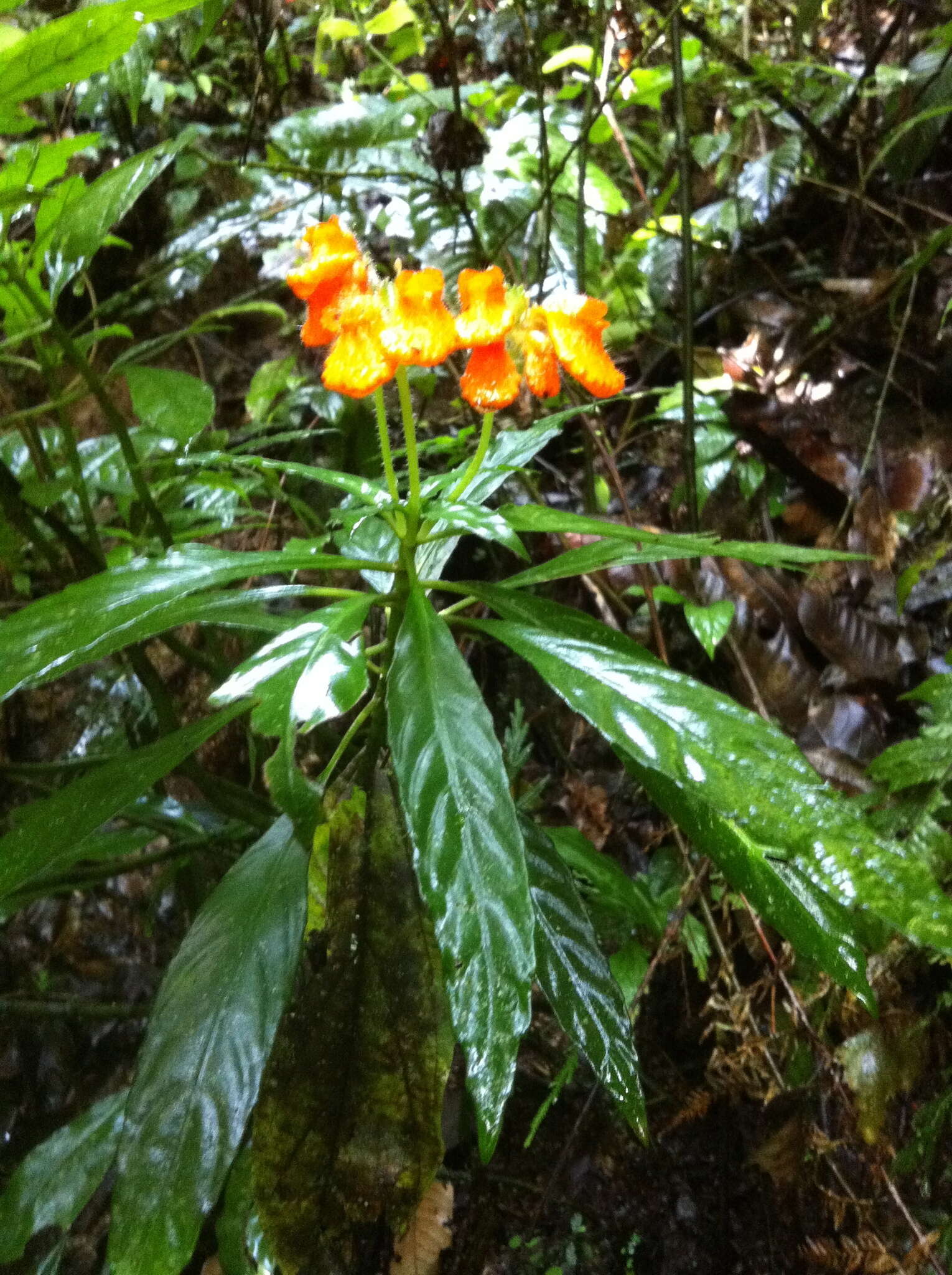 Image of <i>Gasteranthus diverticularis</i> J. L. Clark