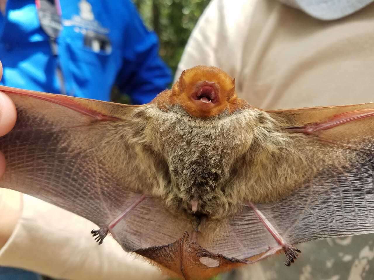 Image of Red Bat