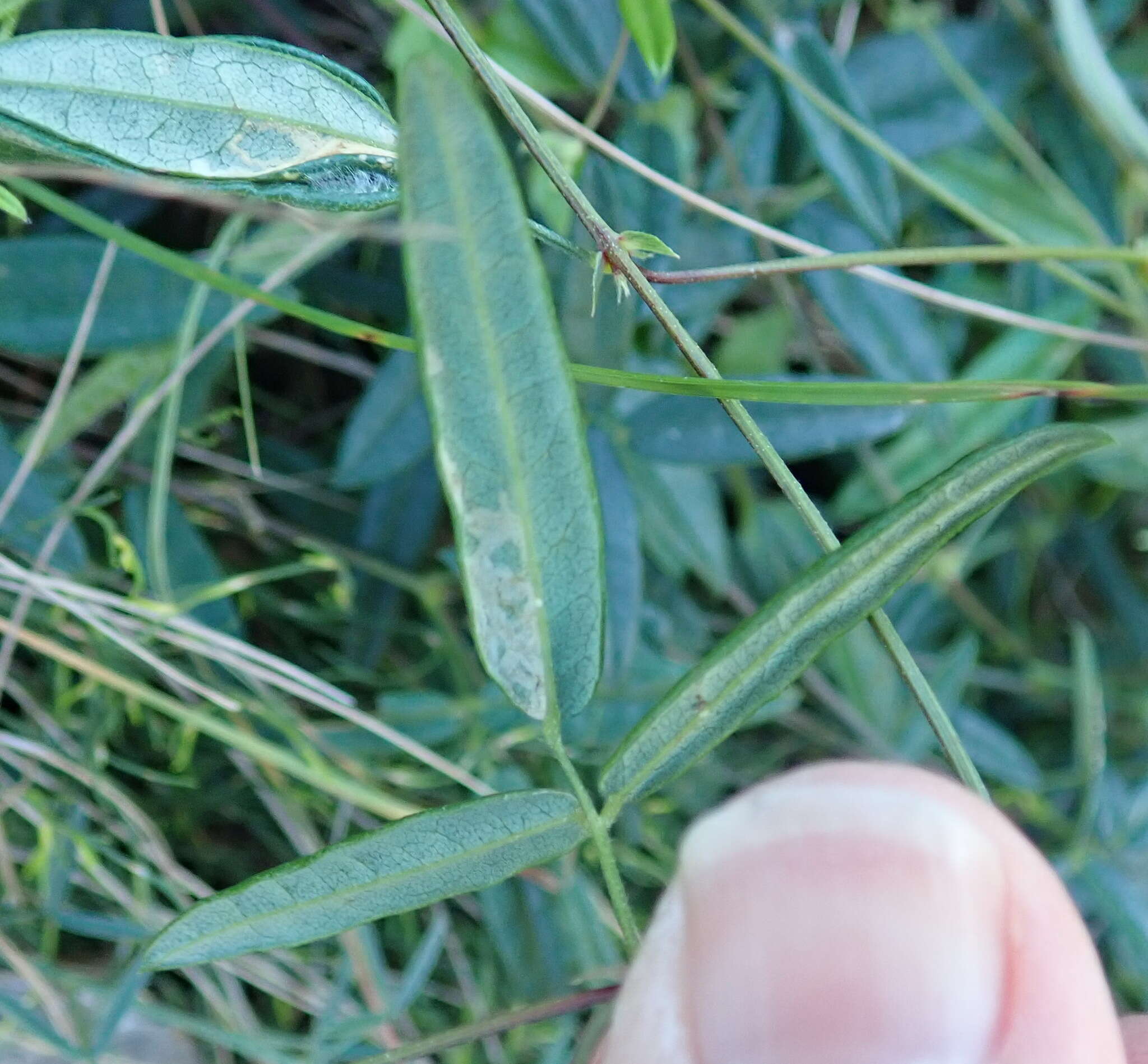 Image of Rhynchosia leucoscias Harv.