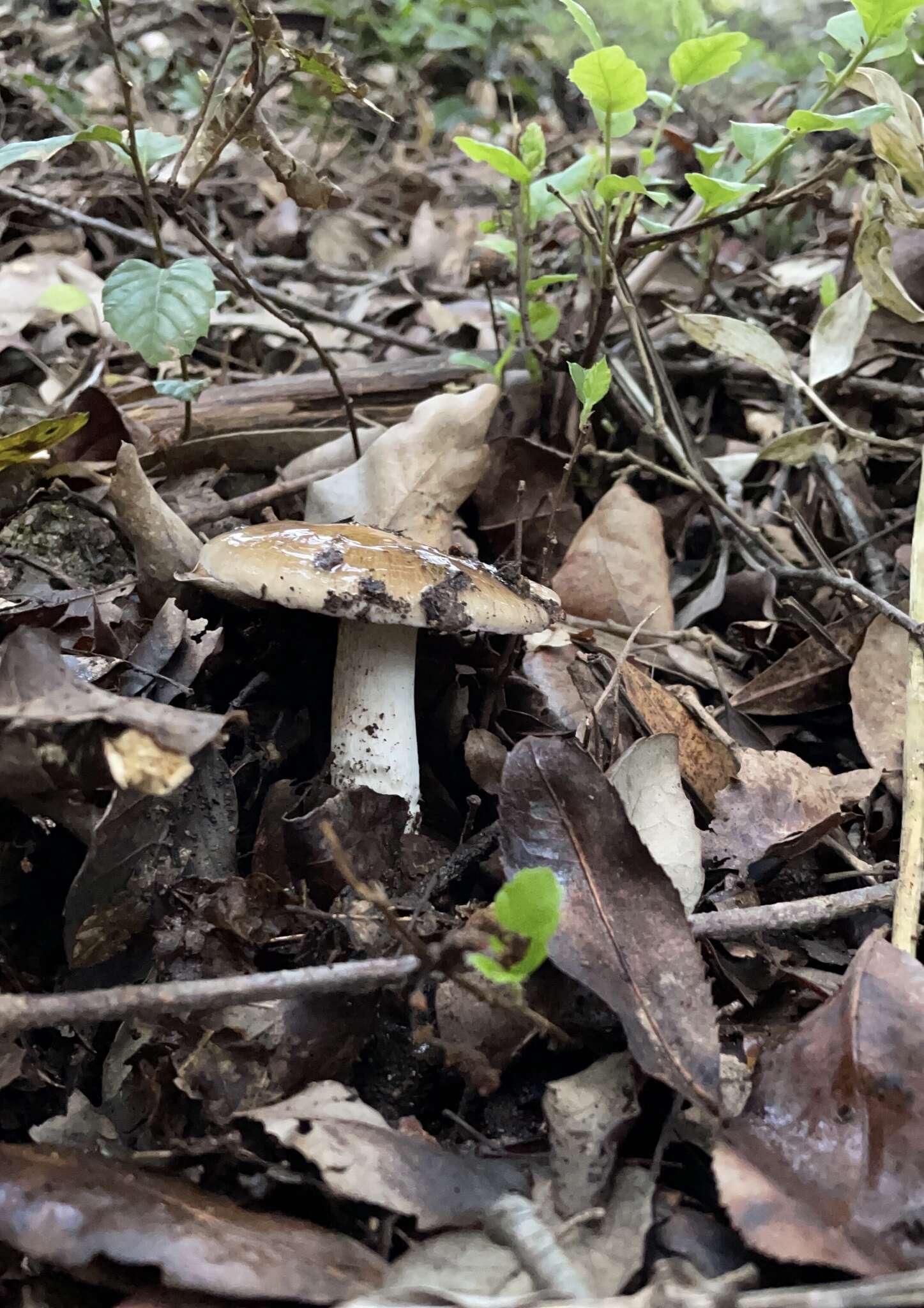 Image of Cortinarius livido-ochraceus (Berk.) Berk. 1860