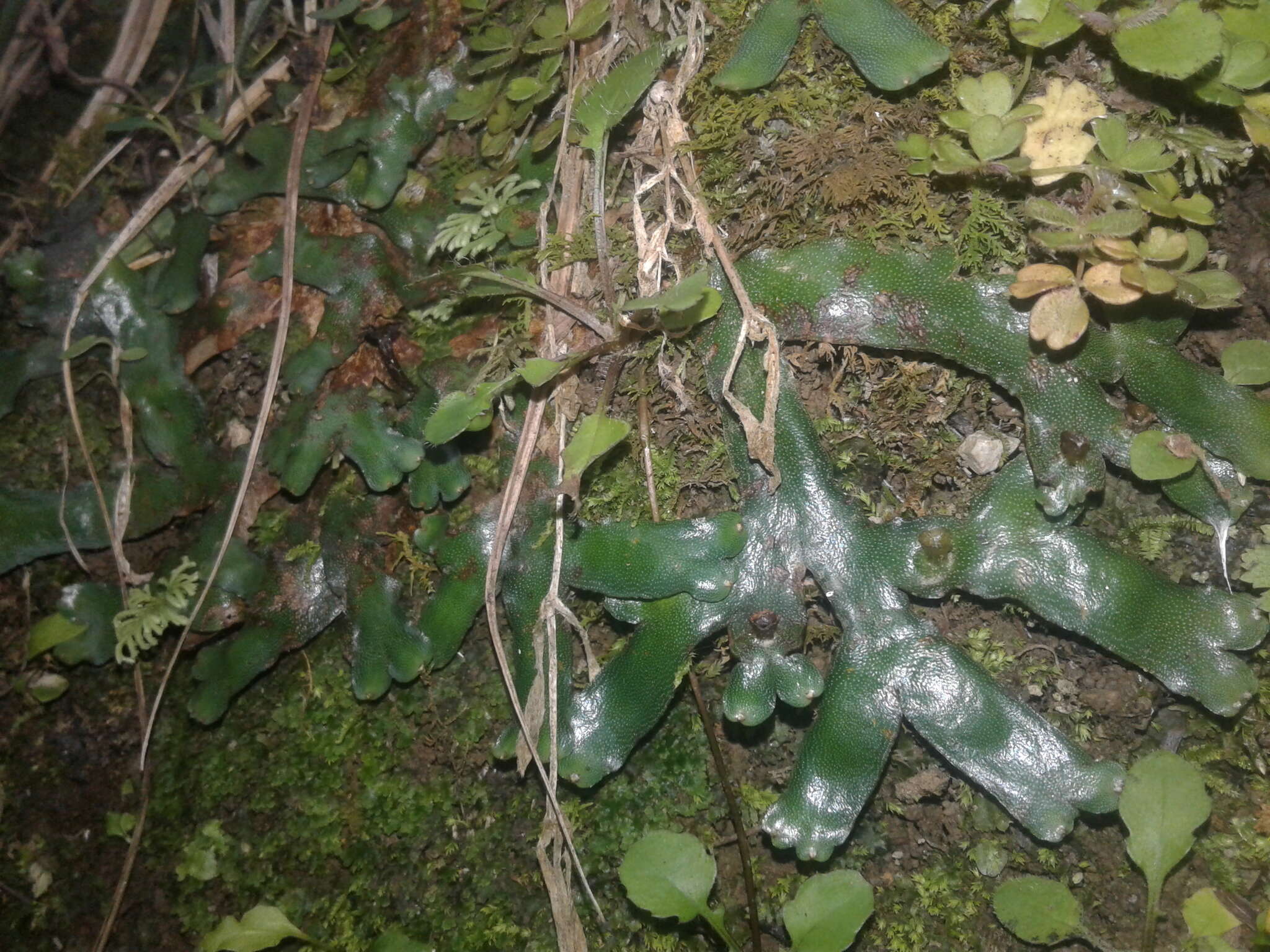 Image of Asterella australis (Hook. fil. & Taylor) Verd.