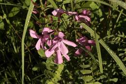 Image of Cycnium racemosum Benth.
