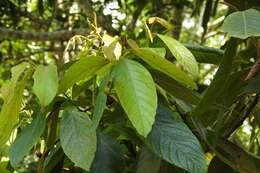 صورة Nectandra reticulata (Ruiz & Pav.) Mez