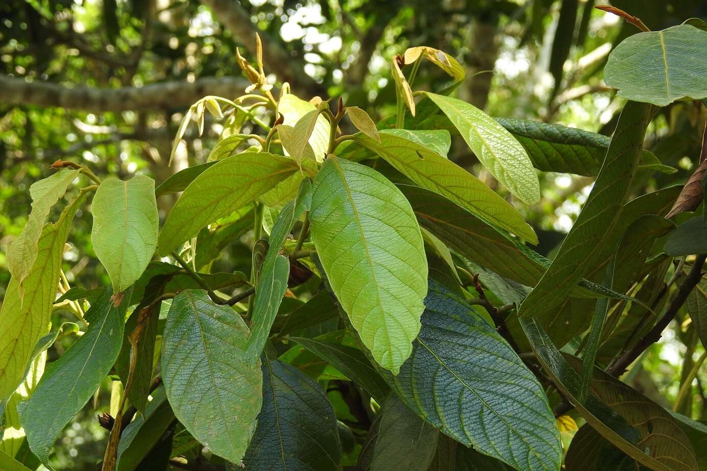 صورة Nectandra reticulata (Ruiz & Pav.) Mez