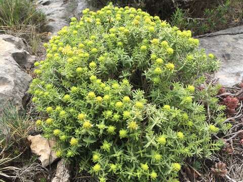 صورة Teucrium ronnigeri Sennen