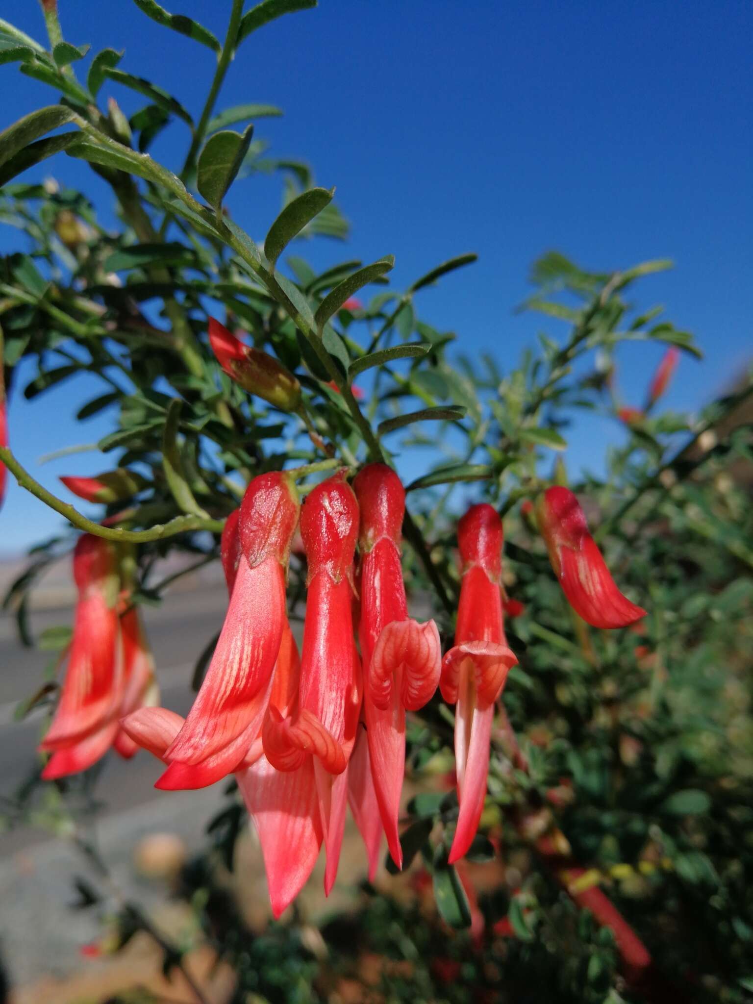 Image de Lessertia frutescens (L.) Goldblatt & J. C. Manning