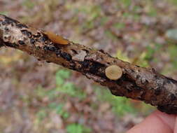 Image of Brown Oak Disc Cup