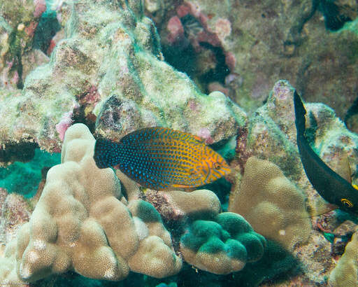 Image of Geoffroy's wrasse