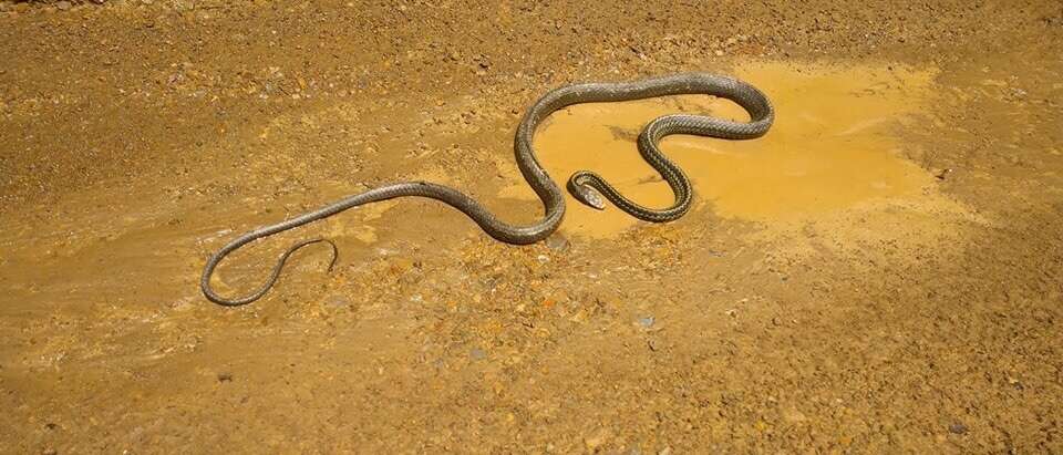 Image of Cantor's rat snake