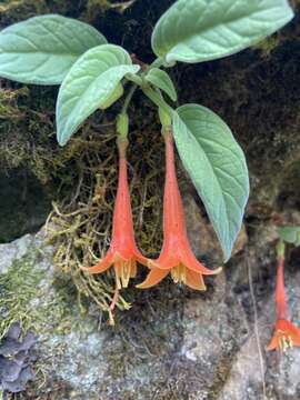 Image of Fuchsia apetala Ruiz & Pav.