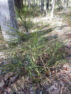 Image of Cycad