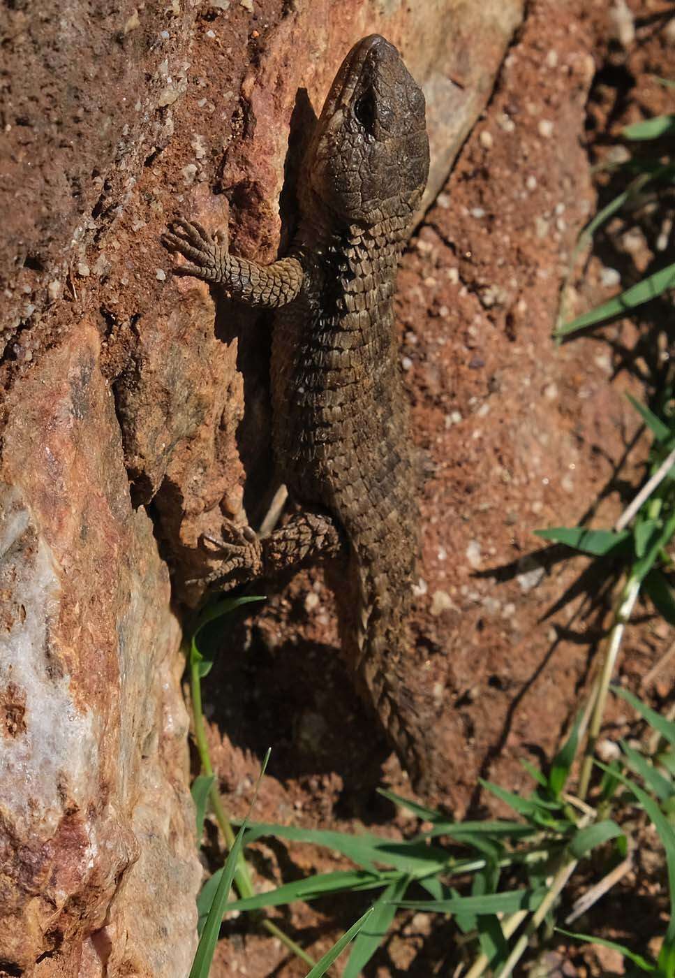 Cordylus jonesii (Boulenger 1891) resmi