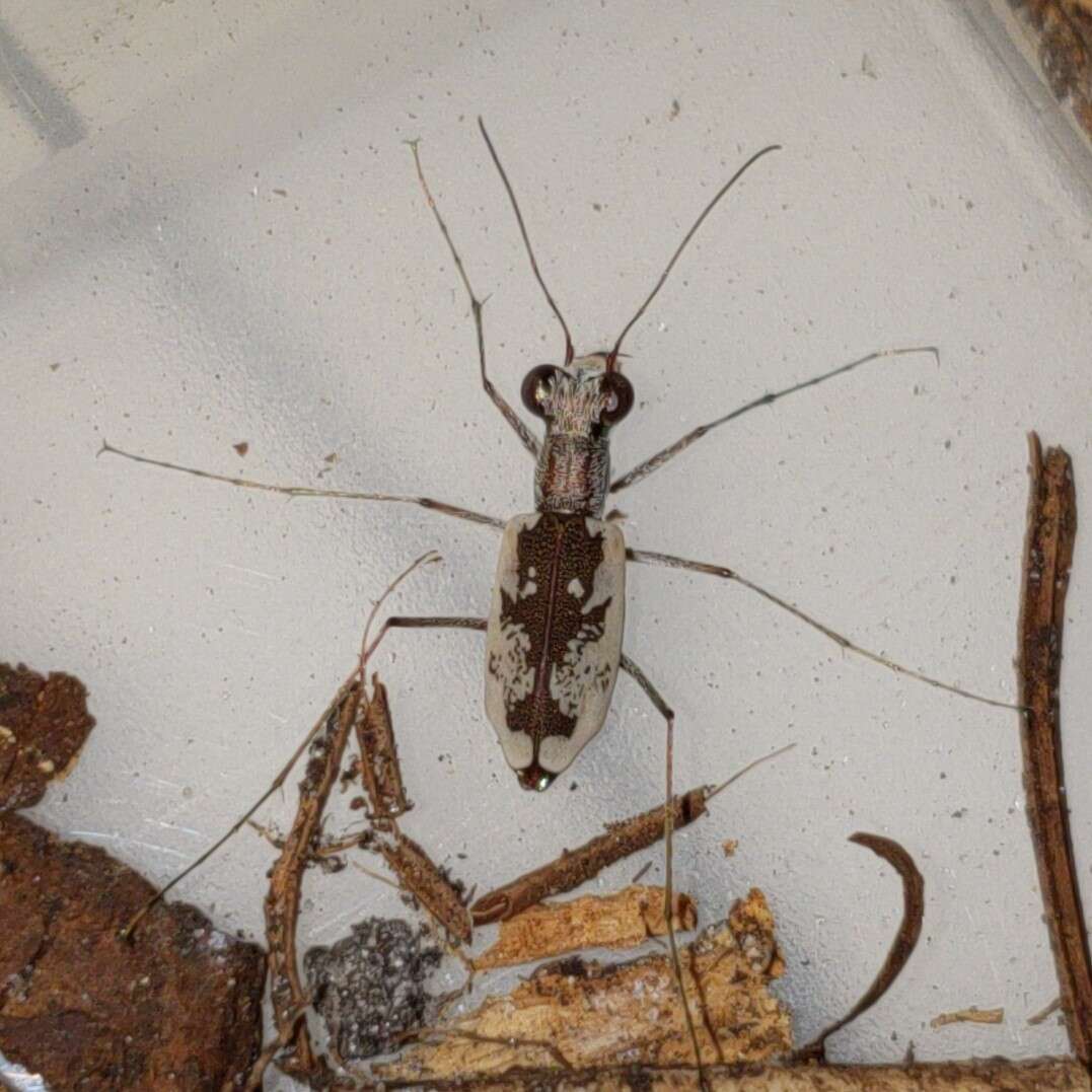 Image of Moustached Tiger Beetle