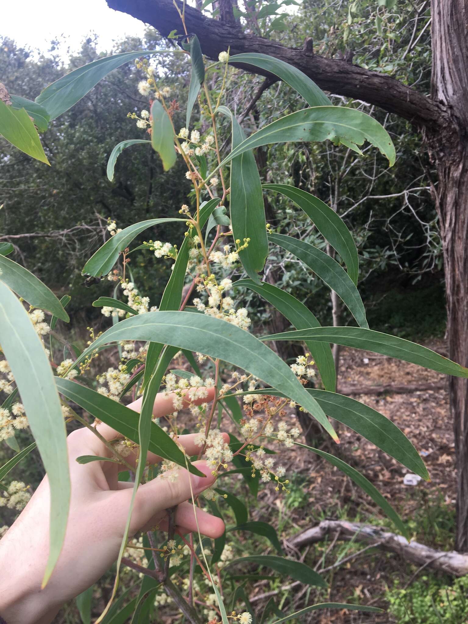 Слика од Acacia falcata Willd.