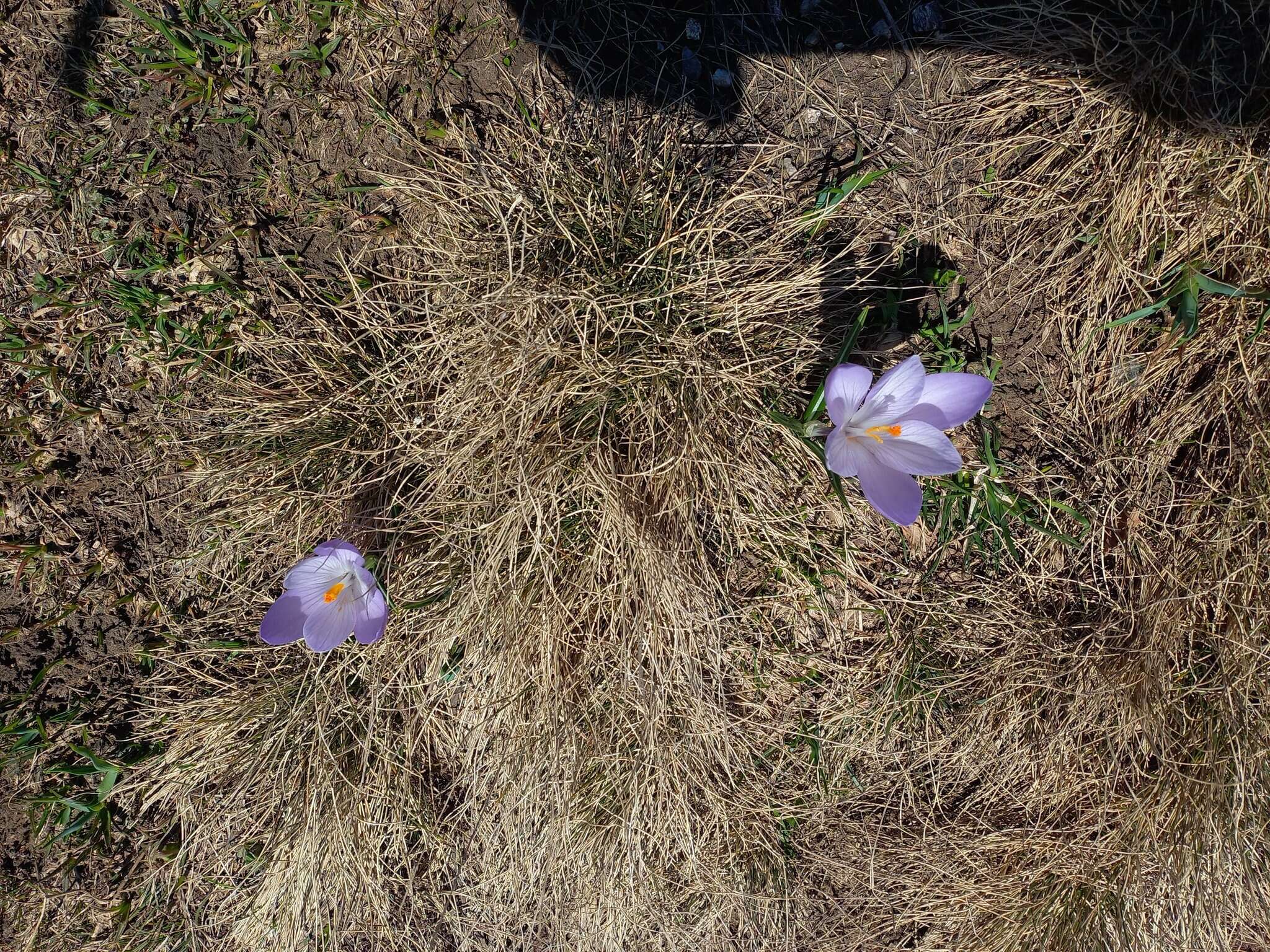 Image of Crocus neapolitanus (Ker Gawl.) Loisel.