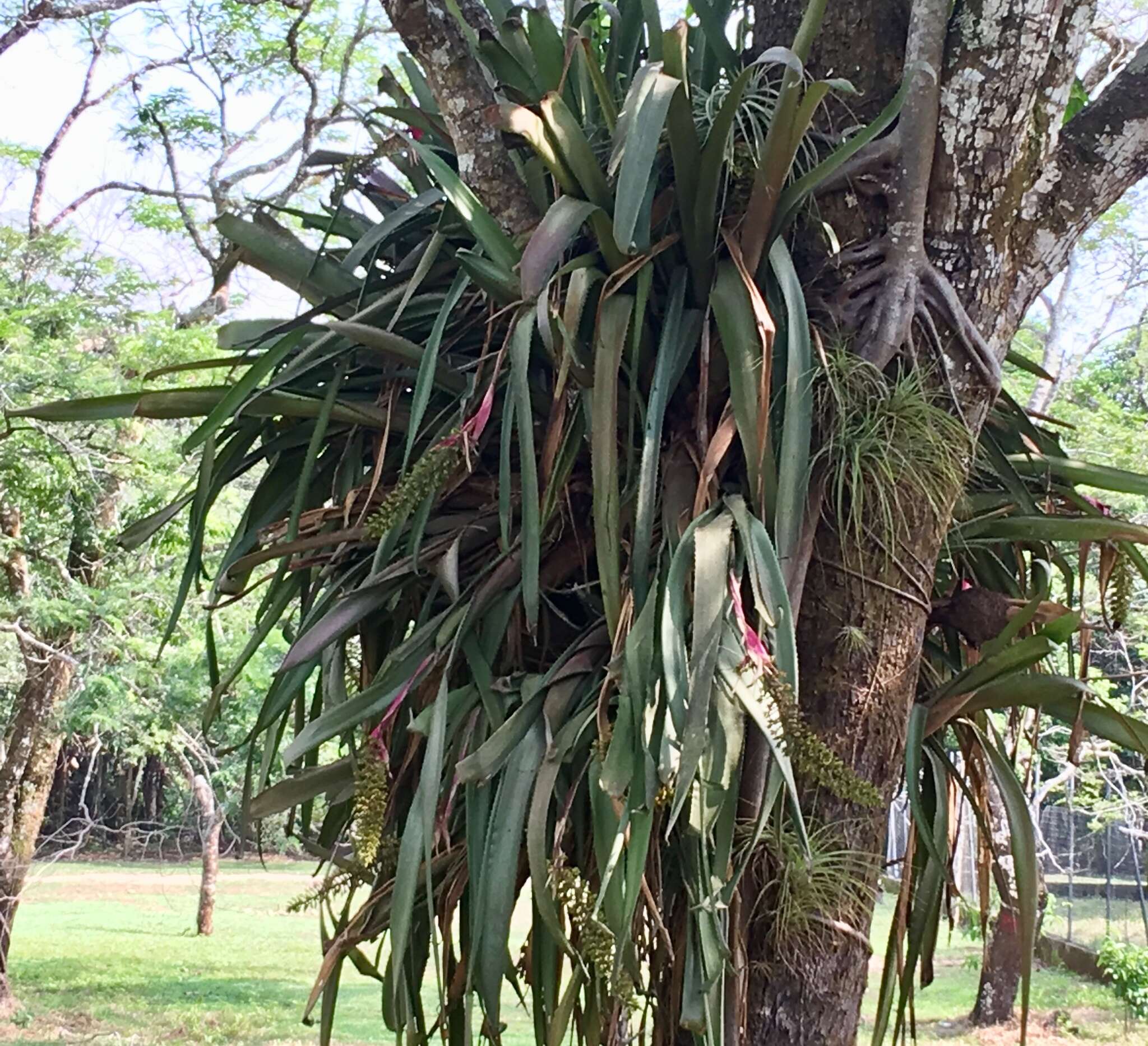 Image of Aechmea tocantina Baker