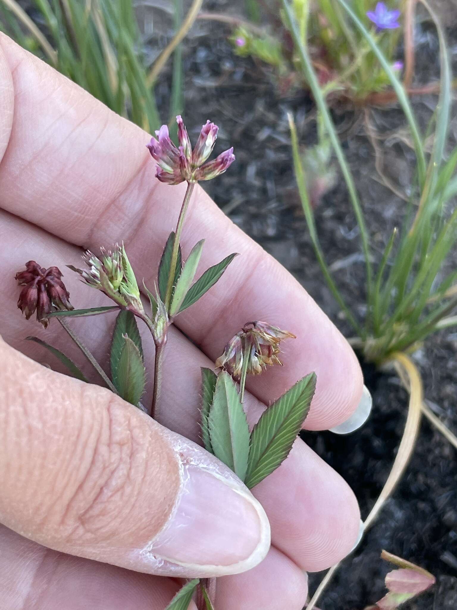 Слика од Trifolium gracilentum var. palmeri (S. Watson) McDermott