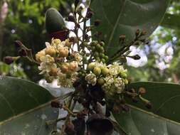 Image de Mespilodaphne macrophylla