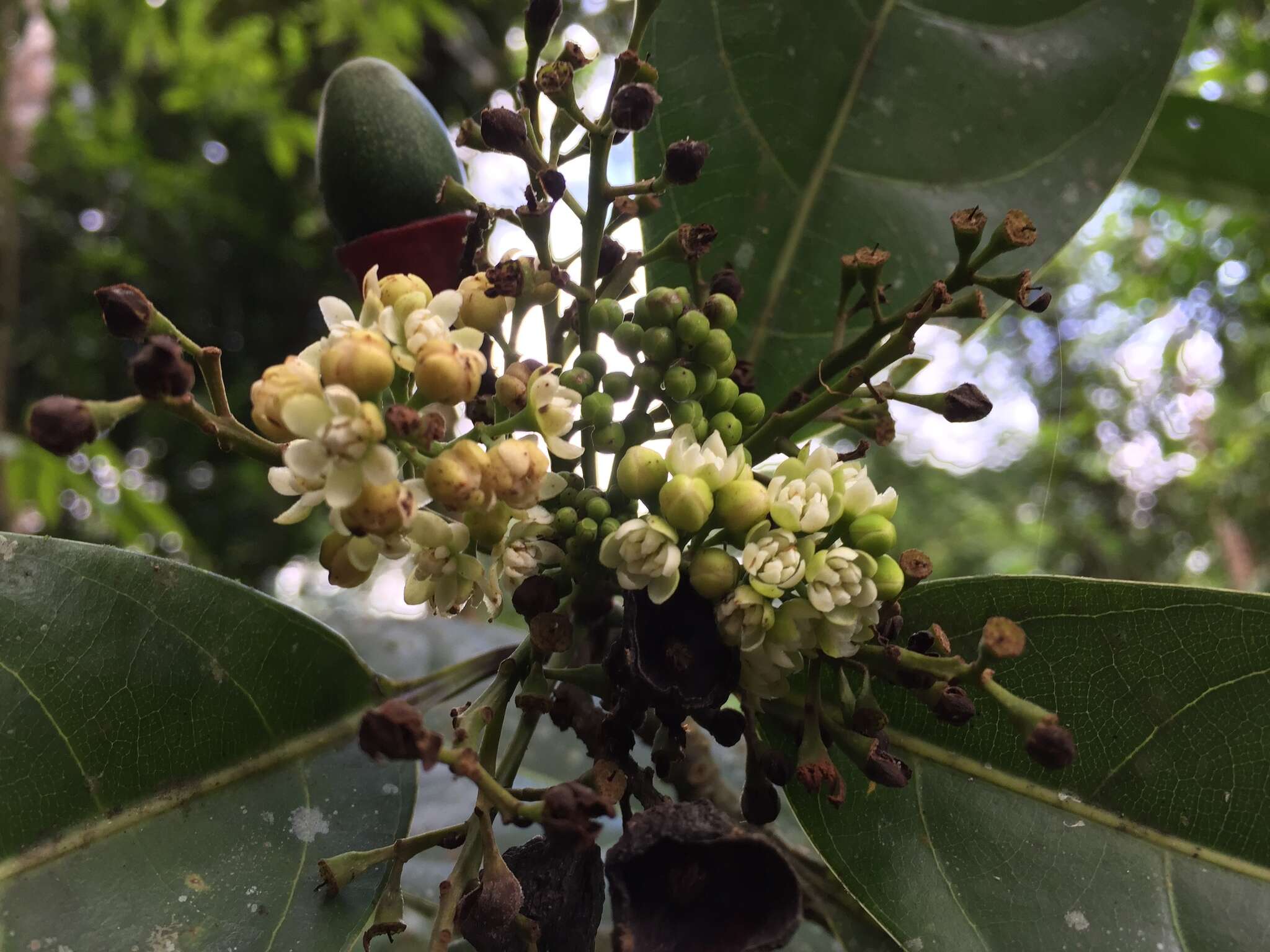 Mespilodaphne macrophylla resmi