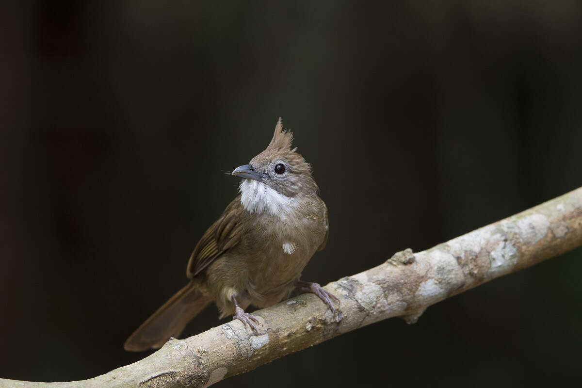 Alophoixus ochraceus (Moore & F 1854) resmi