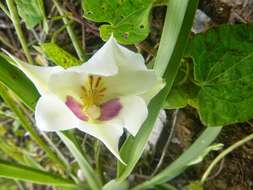 Image of Miltoniopsis roezlii (W. Bull) God.-Leb.