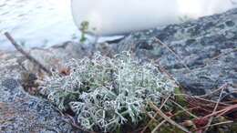 Image de Cladonia arbuscula subsp. mitis (Sandst.) Ruoss