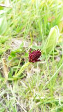 Image of Gymnadenia austriaca var. austriaca