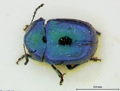 Image of <i>Ischyrolamprina lampros</i> Lefevre