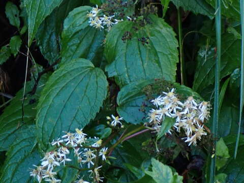 Image of Aster formosanus Hayata